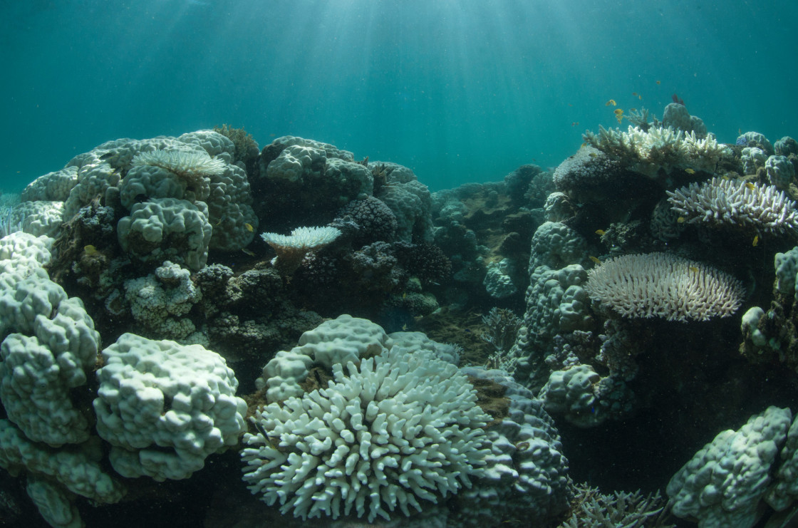 Bleaching On Australia’s Great Barrier Reef