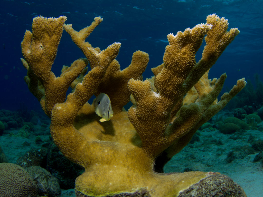 Hard Corals Nature S Seawalls