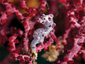 SeaHorse