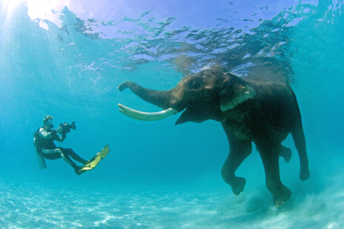 Diver and Elephant, India