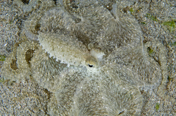 Hunting octopus