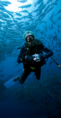 Bigeye jacks and diver by Jeff Yonover