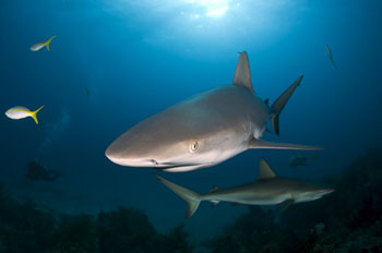 Caribbean Reef Sharks