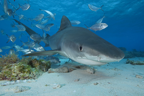 Tiger Shark and Jacks