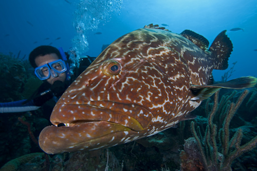 Diver and Yellowmouth Grouper