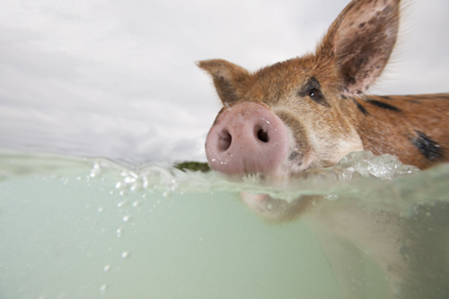 Feral Pig