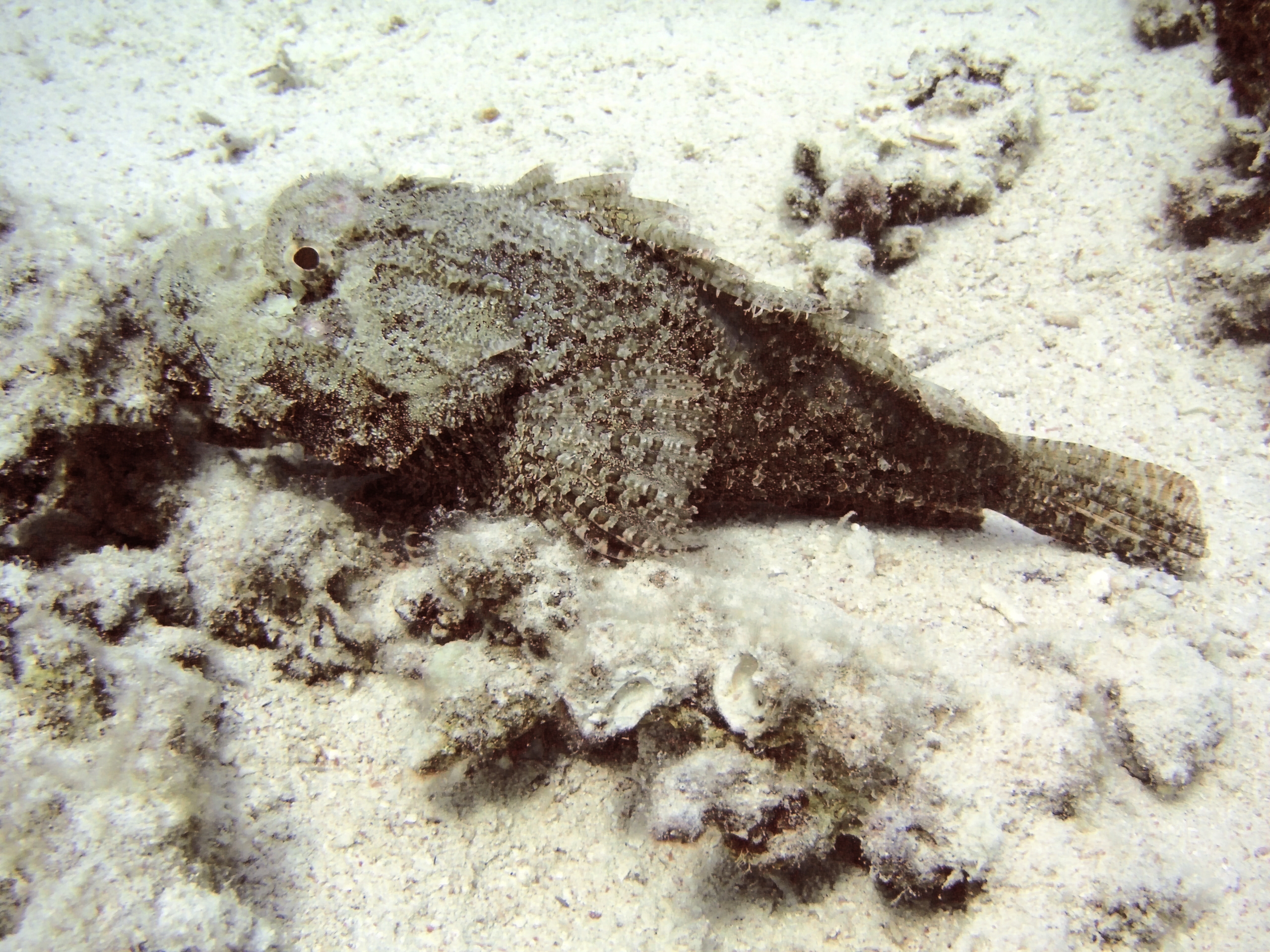 Coral Reef Scorpionfish