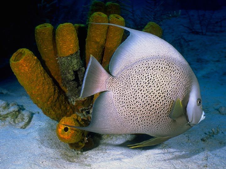 Coral Reef Angelfish