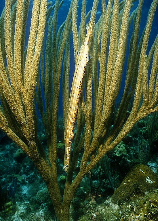 trumpet fish. Trumpetfish (Aulostomus