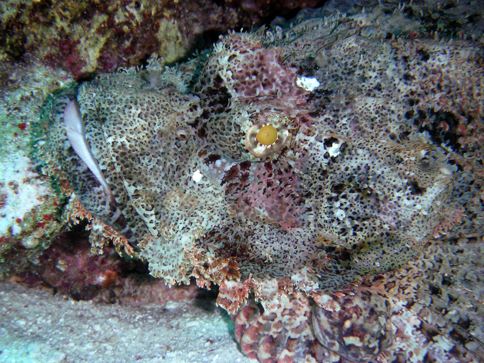 coral reef scorpionfish