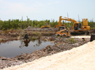 Development of Belize mangroves