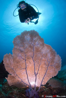 Diver and sea fan by Jeremy A. Ellis