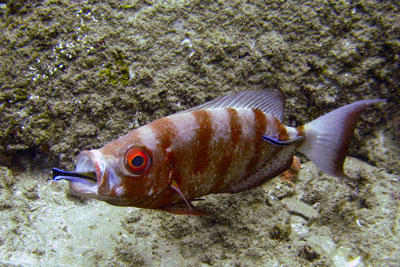 Fish with cleaner wrasse