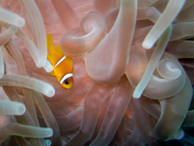 Juvenile anemonefish