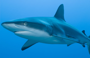 Shark