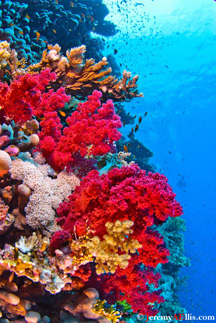 Reef Scene by Jeremy A. Ellis