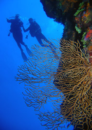 Palancar Reef Cozumel