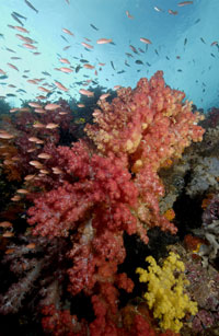 Reef in Raja Ampat by Dennis Liberson