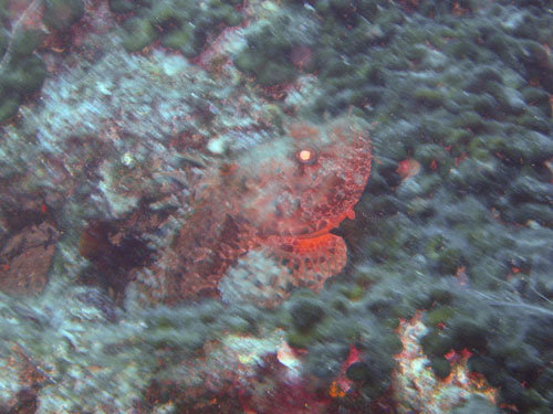 Scorpionfish