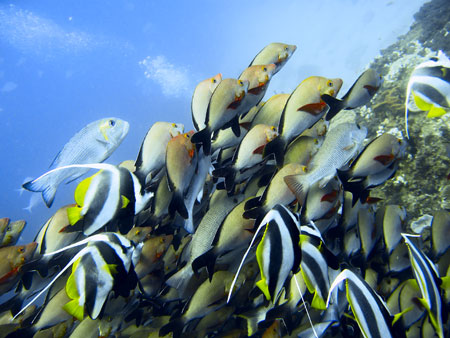 Schooling bannerfish and snappers