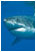 Shark Conservation