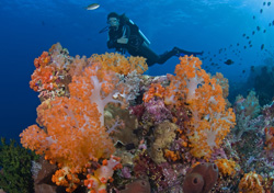 Diver with soft corals by Jeff Yonover