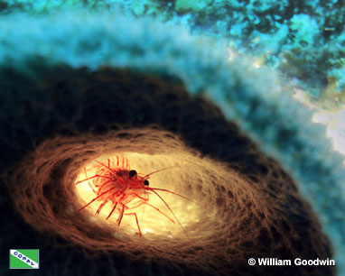 Peppermint shrimp (Lysmata wurdemanni) in a vase sponge (Callyspongia vaginalis), Cayman Brac