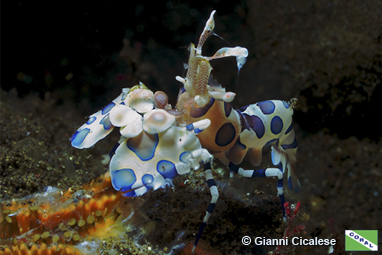 Harlequin Shrimp