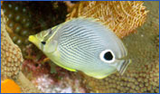 Foureye Butterflyfish (Chaetodon capistratus)
