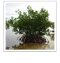 Mangrove Rehabilitation Project Takes Shape in Belize