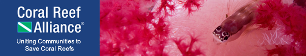Blenny on soft coral