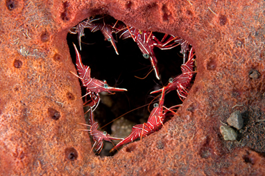 Hingebeak shrimps on a heart shaped hole in a sponge