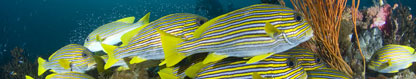 Xeniid soft coral, Anilau, Philippines by Dave Burdick