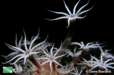 Xeniid soft coral, Anilau, Philippines by Dave Burdick