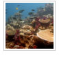 Follow NOAA's Coral Reef Research Expedition