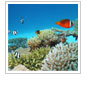 Tournament Reduces Lionfish Numbers and Increases Awareness