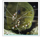 Banded coral shrimp and green moray eel