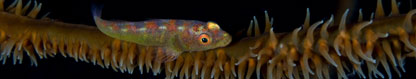 Large Whip Goby (Bryaninops amplus) on wire coral, West Papua Mar, Indonesia
