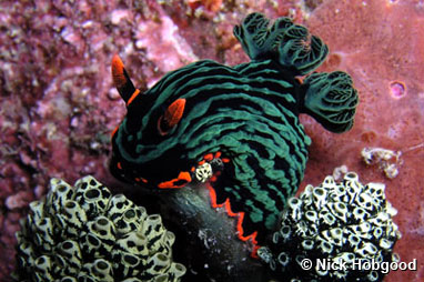 Nudibranch (Nembrotha kubaryana), East Timor, by Nick Hobgood