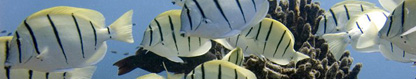 Convict Tangs (Acanthurus triostegus), Wake Island