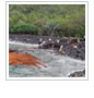 Tsunami Hits Reefs and Businesses in West Hawaii