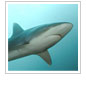 Reef Sharks Thrive in MPAs