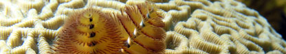 Christmas Tree Worm, Roatan, Honduras