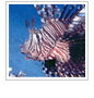 Invasion of the Lionfish