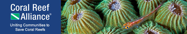 Ghost goby on hard coral (Pleurosicya muscarum), Kimbe Bay, Papua New Guinea
