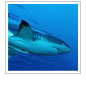 Fiji's Sharks Worth $42 million