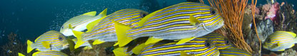 Ribboned Sweetlips (Plectorhinchus polytaenia), West Papua, Indonesia