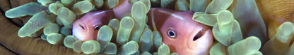 Pink Anemonefish (Amphiprion perideraion), Kimbe Bay, Papua New Guinea