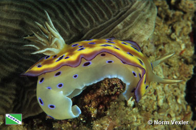Nudibranch (Chromodoris kuniei), Raja Ampat, Indonesia by Norm Vexler