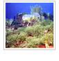 Overfishing Gives Toxic Seaweeds an Advantage over Corals